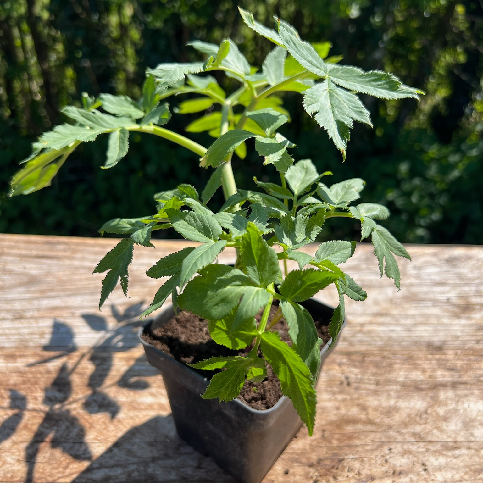 Plant Angélique Bio - 650g