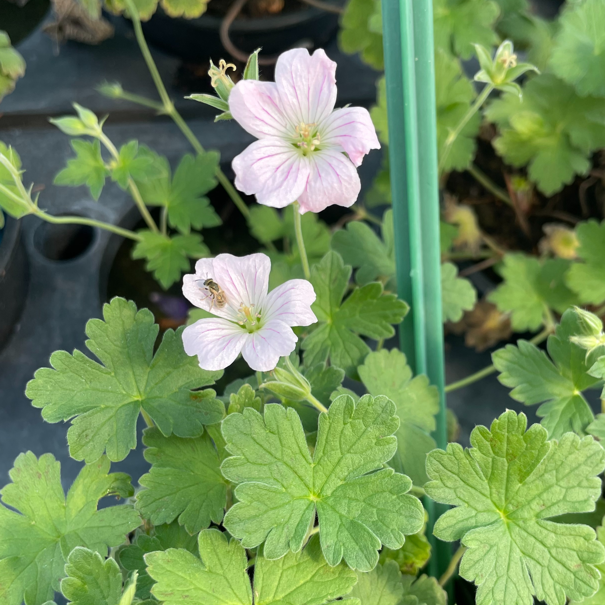 Geranium ‘Dreamland’