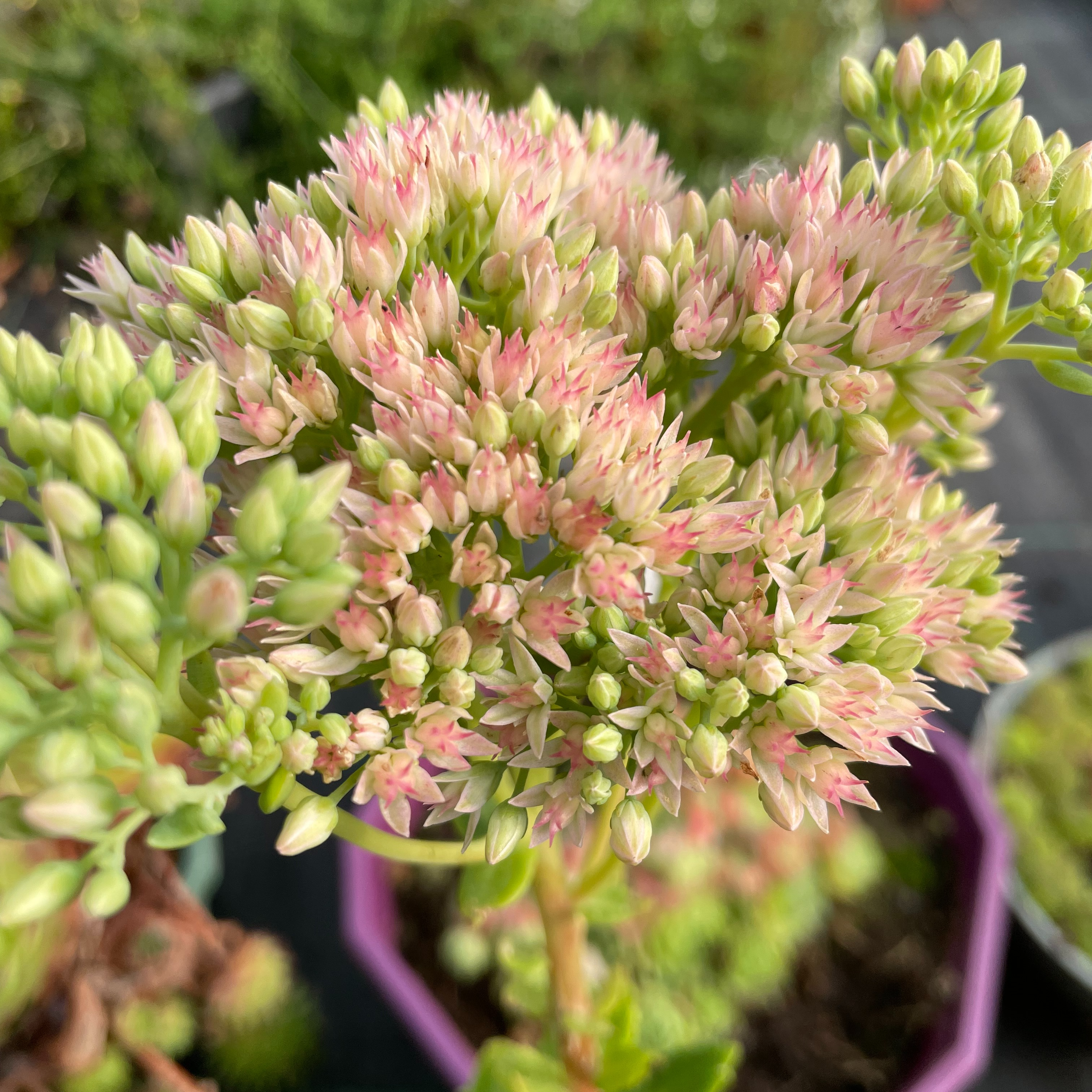 Sedum ‘Herbstfreude’