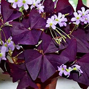 Feuilles d' oxalis triangularis (par 20)