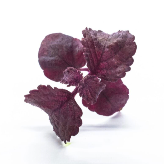 Shiso pourpre baby - 10g