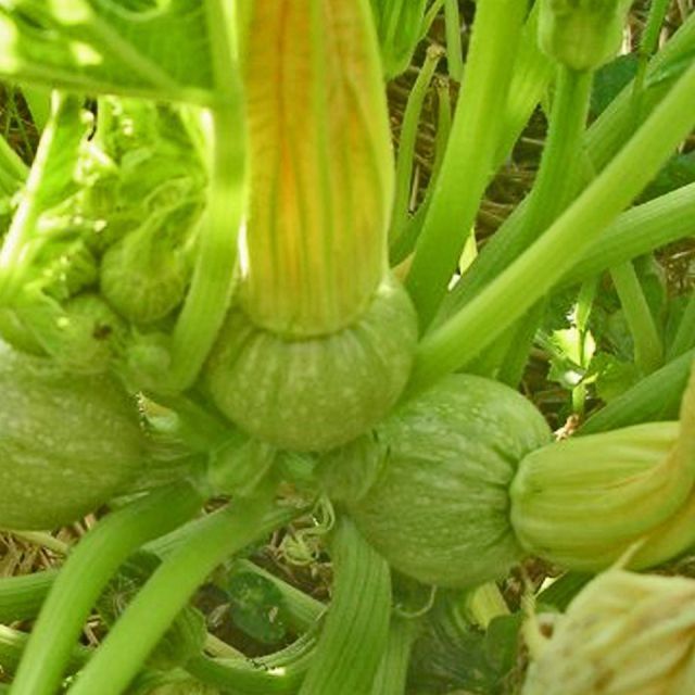 Plant de courgette ronde