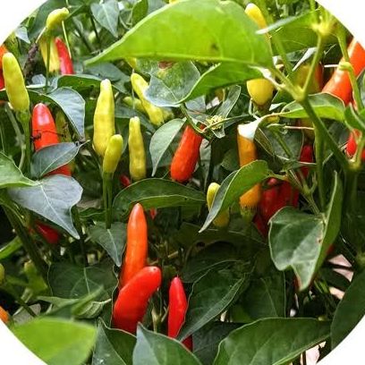 Piment très fort tabasco - Sachet - 50g