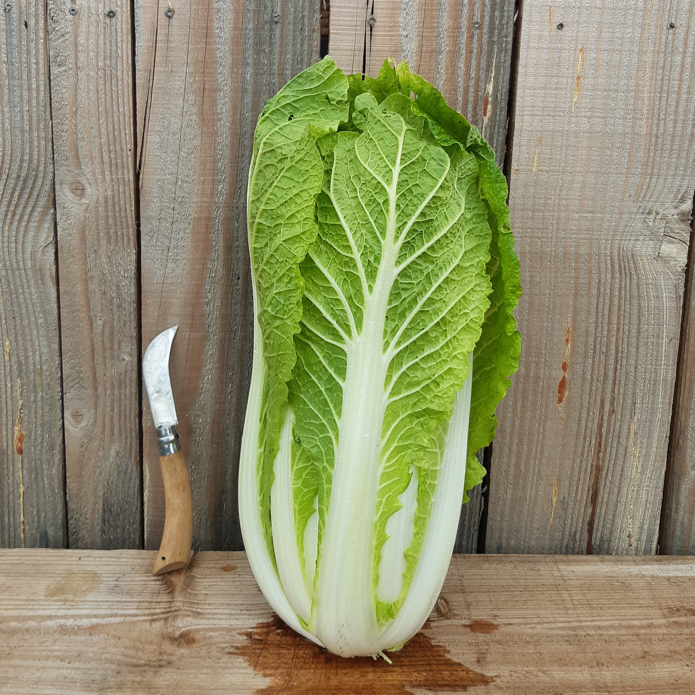 Chou asiatique Pé-tsaï - 400g