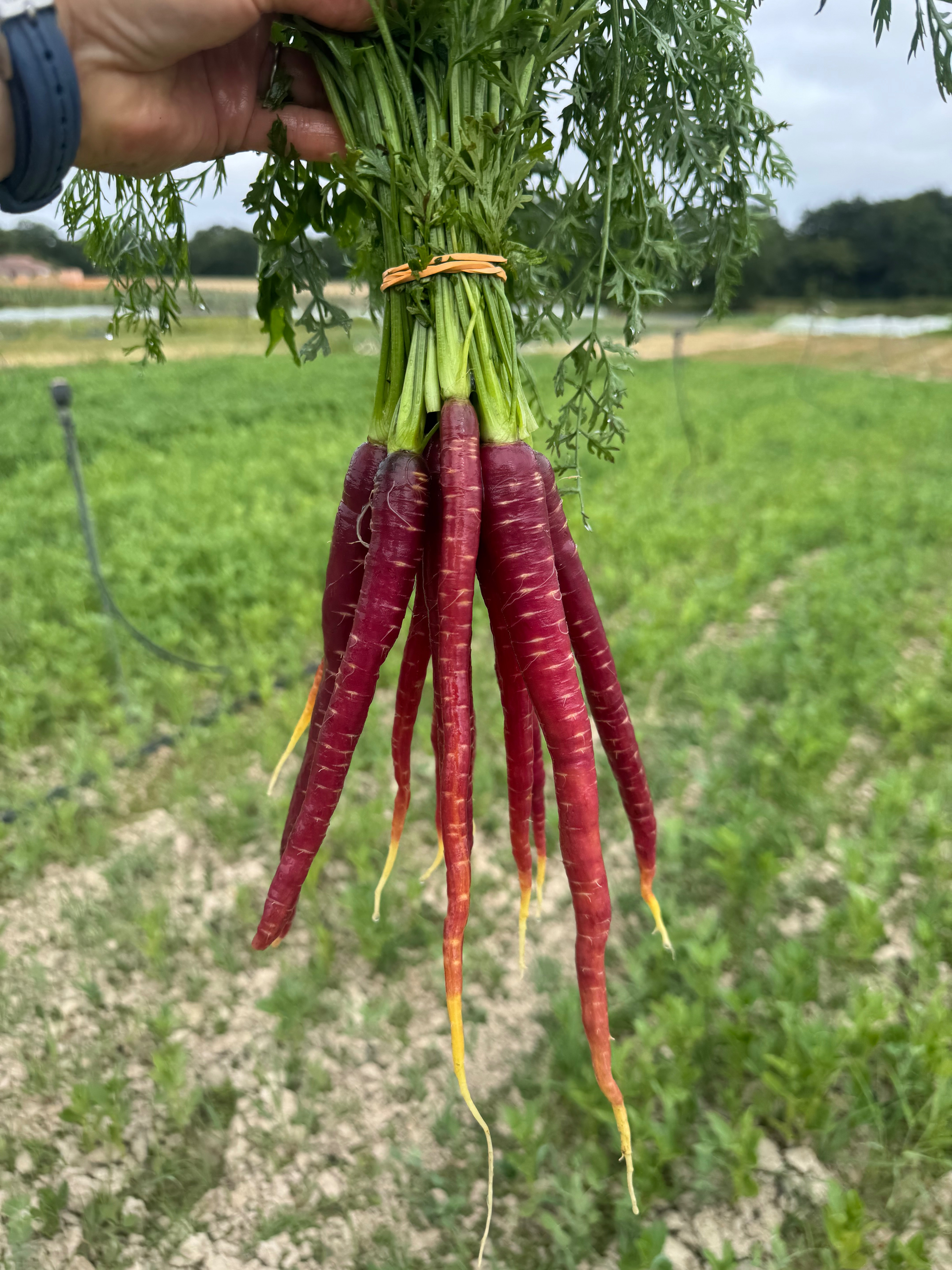 Carotte Purple Haze