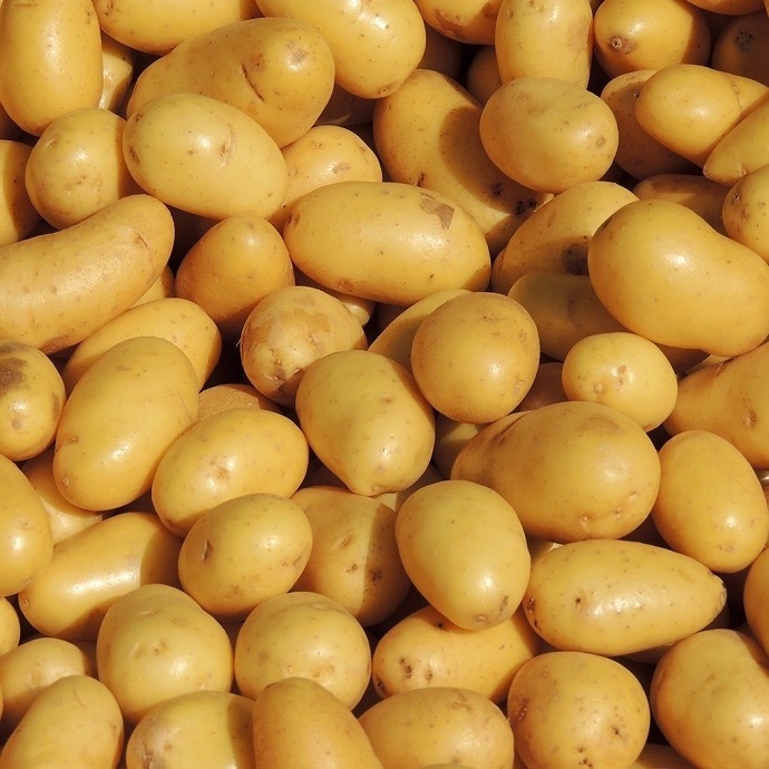 Pomme de Terre nouvelle Délikatess (sachet de 500 gr)
