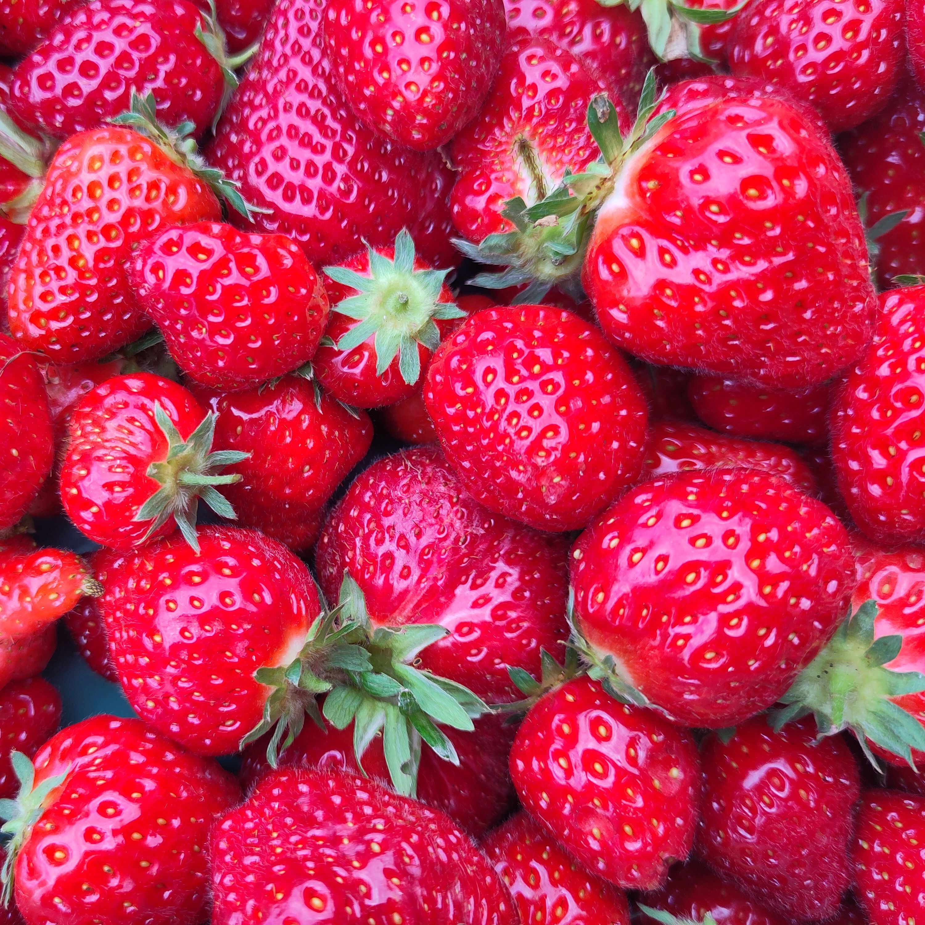Fraises - 250g