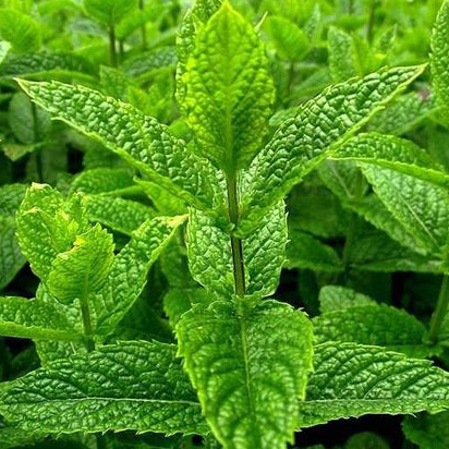 MENTHE VERTE