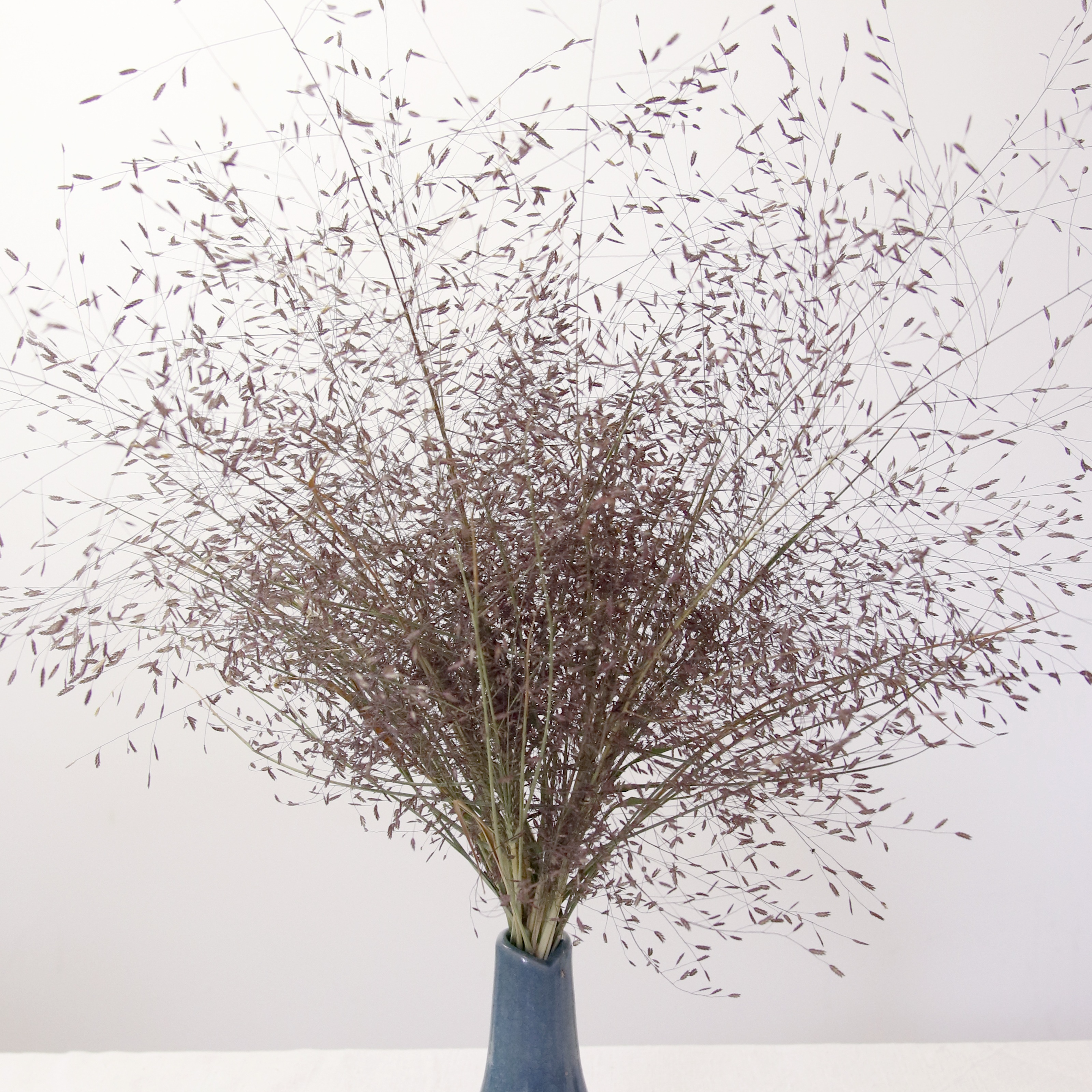 Graminée Eragrostis séchée