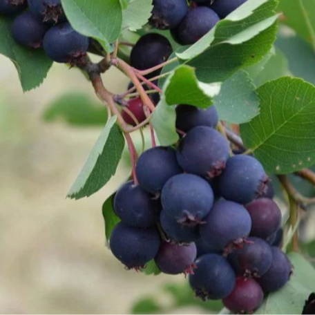 Amélanchier - pot 1L