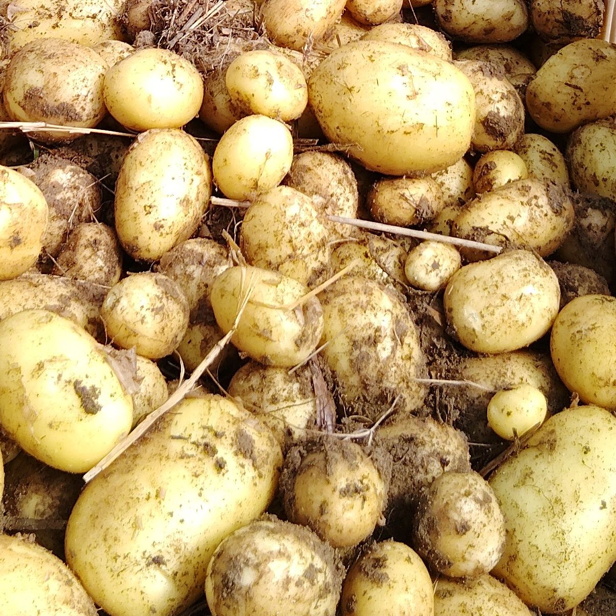 Pomme de terre Nouvelle