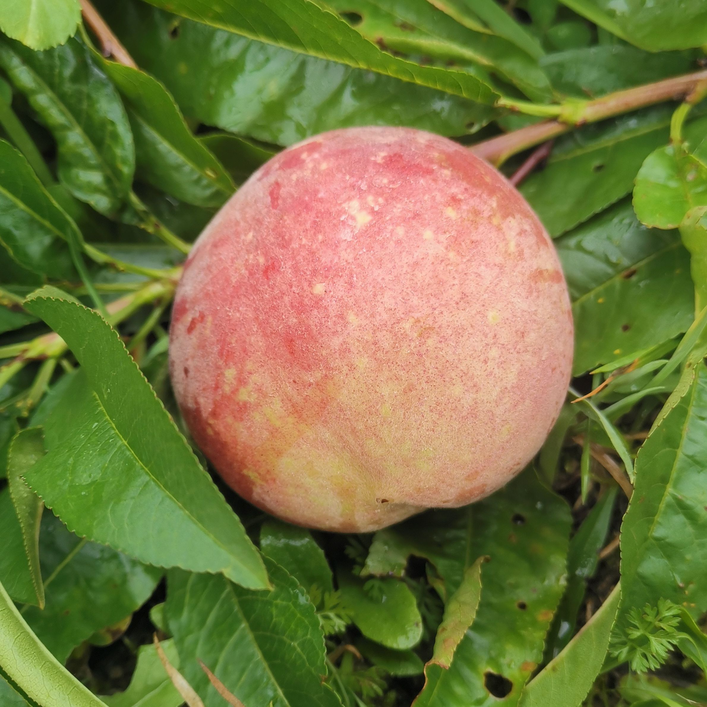 Pêche de Vigne Jaune – Pot 1,6L