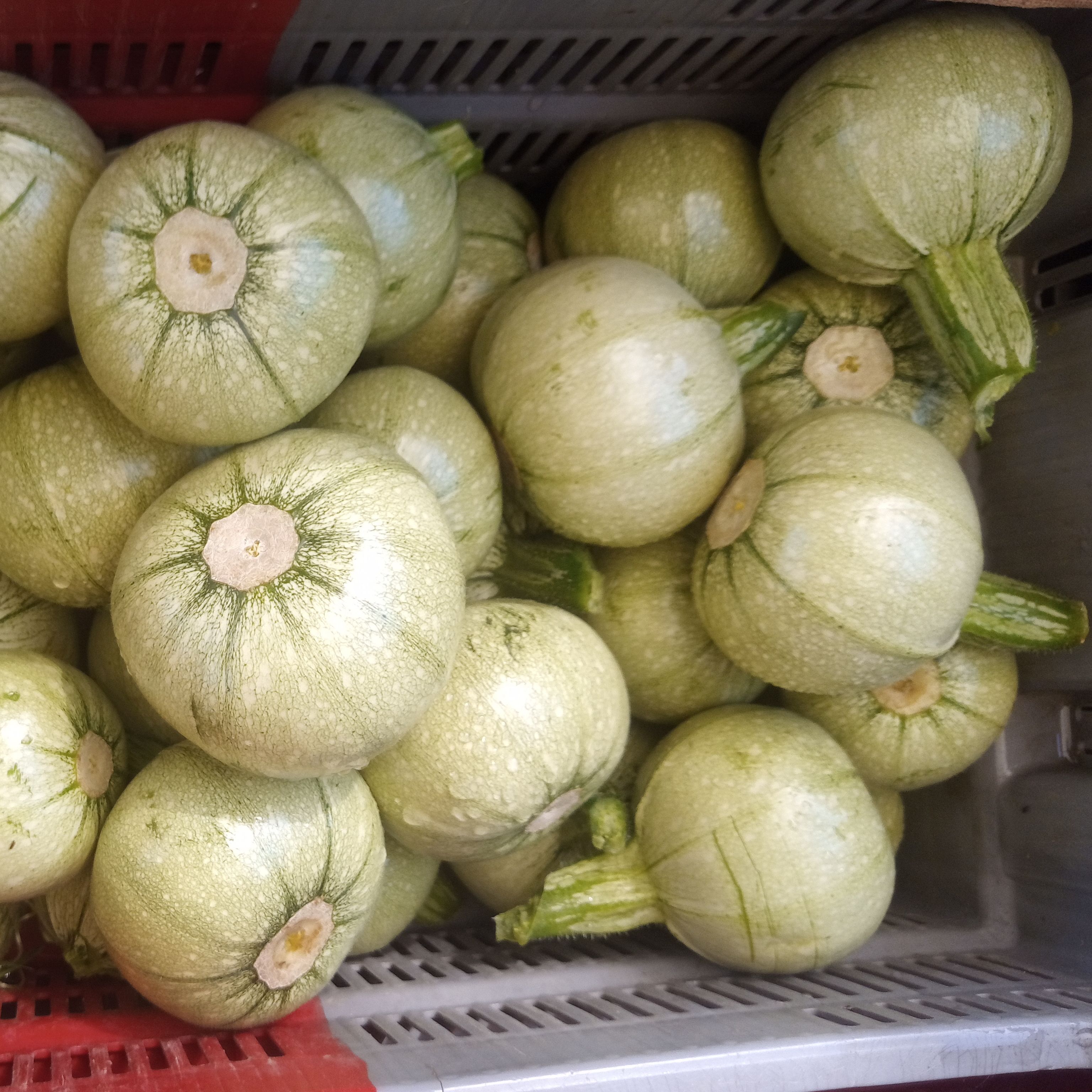 Courgette ronde grisette