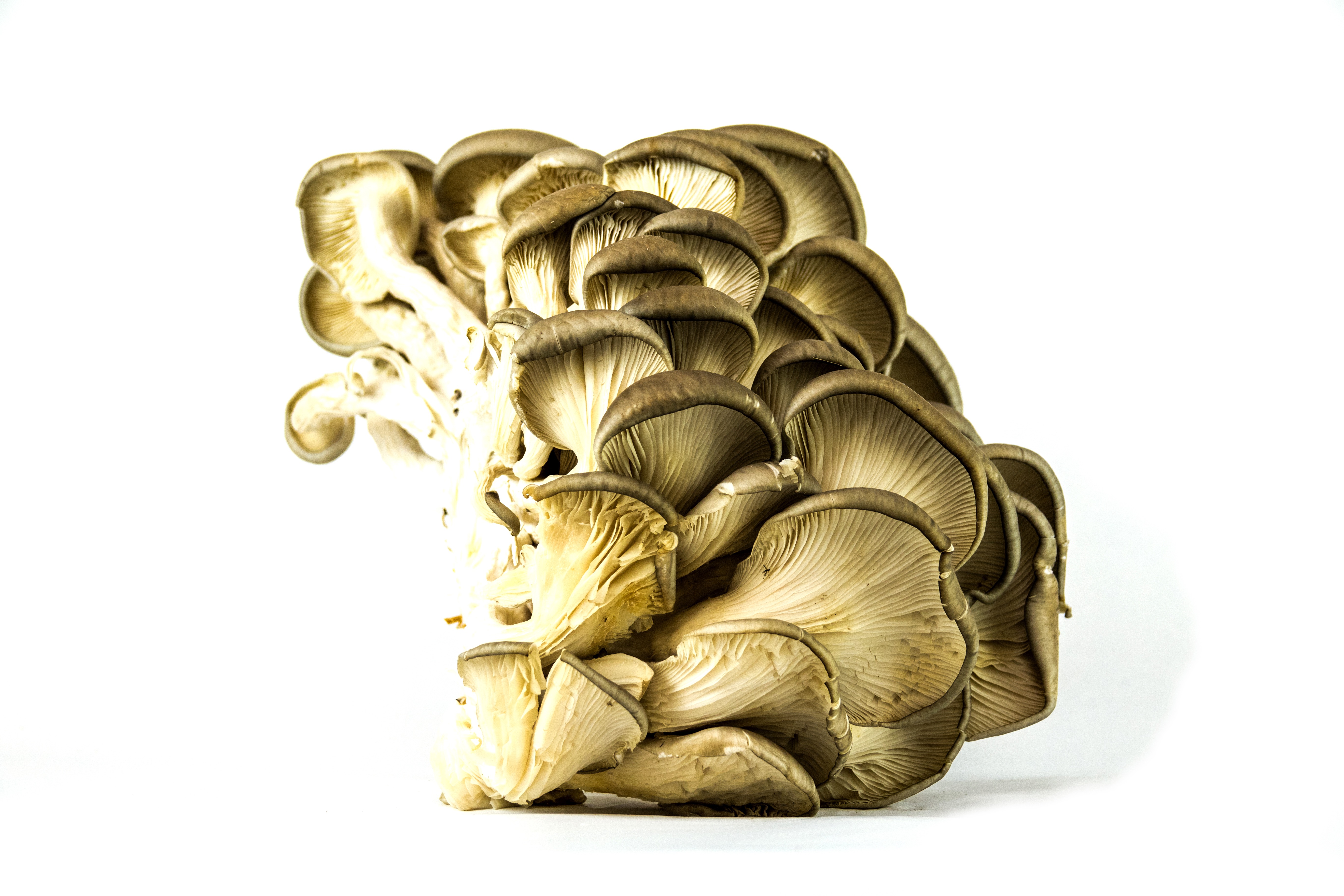 Pleurote gris - 500g