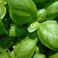 Plant de BASILIC