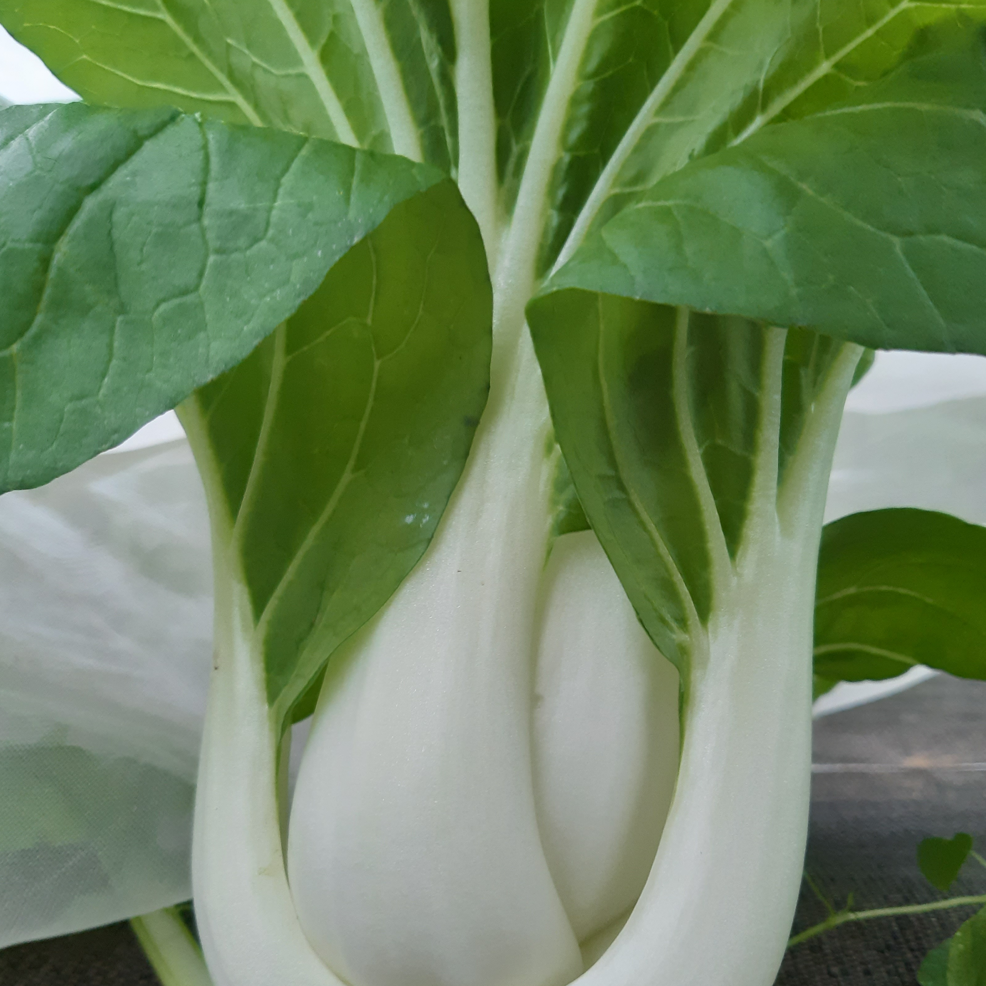 CHOU CHINOIS PAK CHOÏ