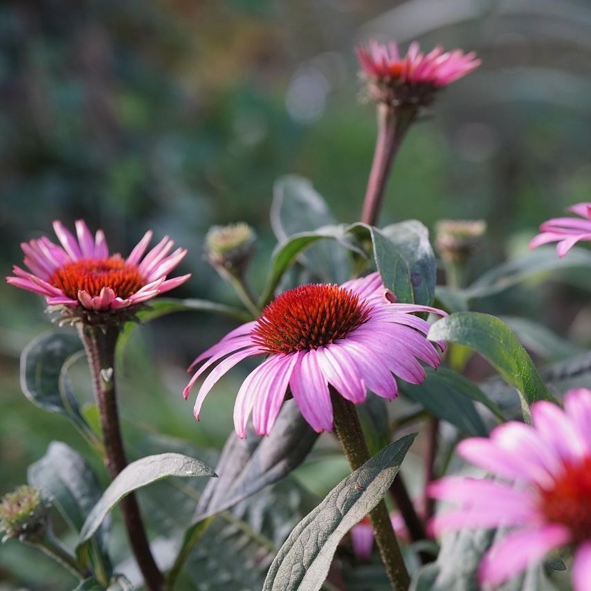 Échinacée pourpre (Echinacea purpurea) 'Double-Decker' - 1l