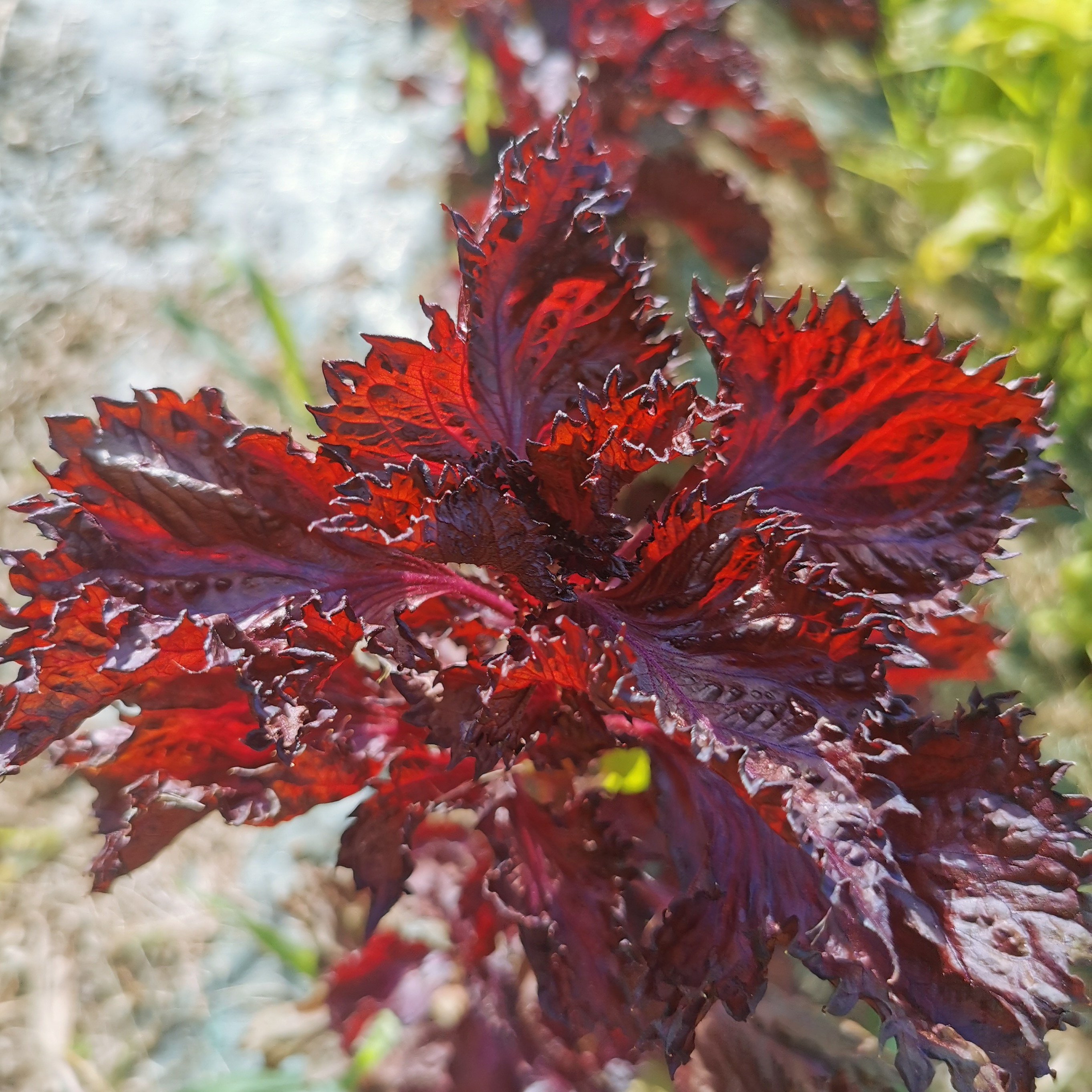 Shizo violet (par 20 gr)