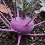 Chou Rave violet - 0,4kg