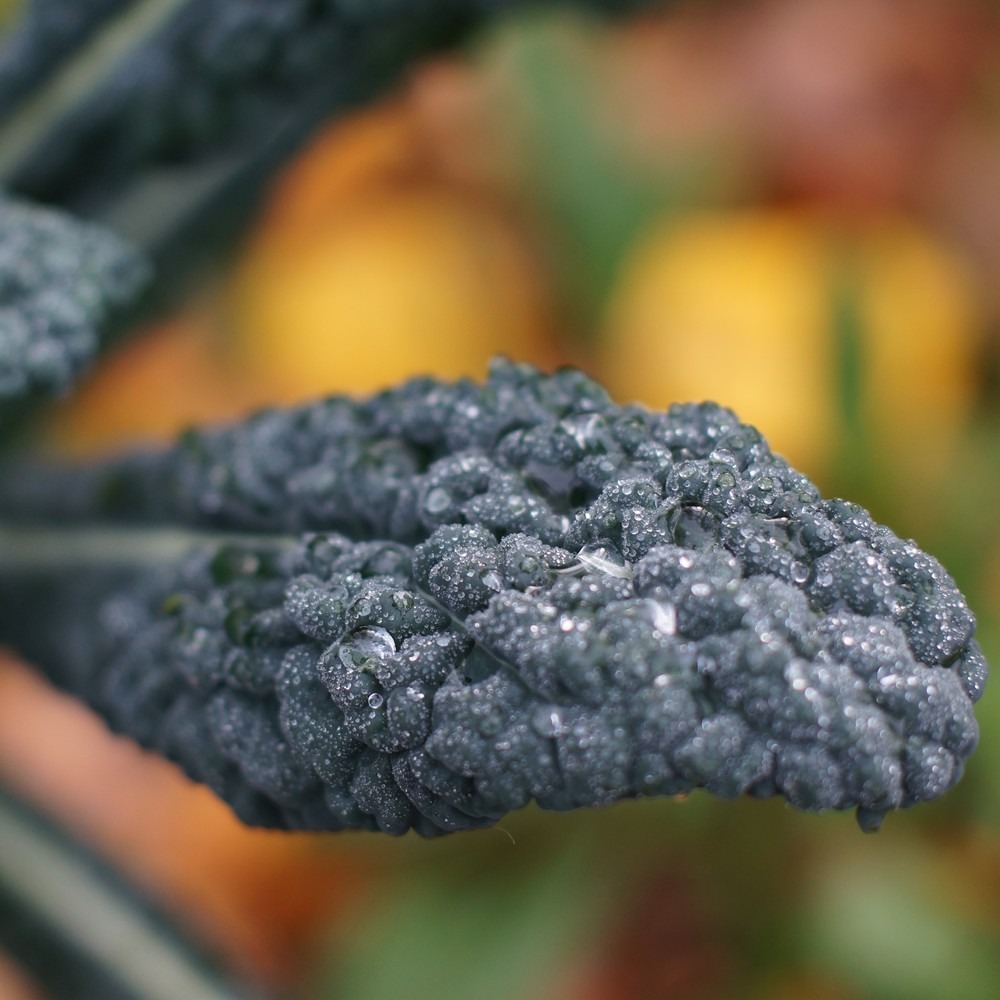 Chou Kale Toscan - 1kg - 1000g