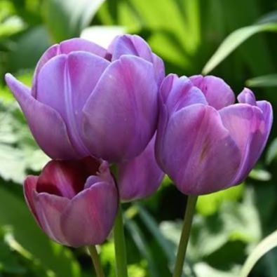 Tulipe Blue Heaven