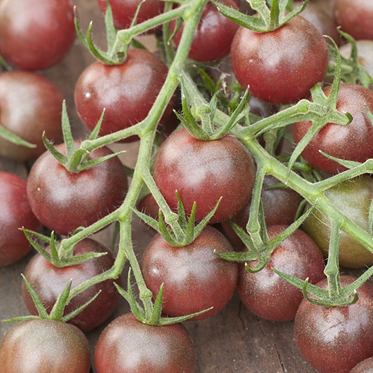 Tomate cerise Black cherry en godet 8 cm