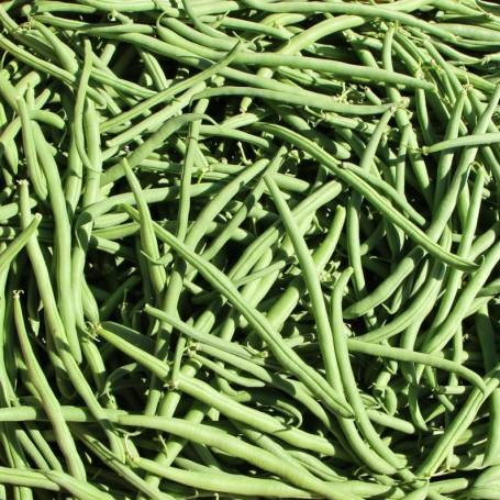 Haricot vert Bio
