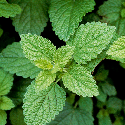 MÉLISSE OFFICINALE Bio