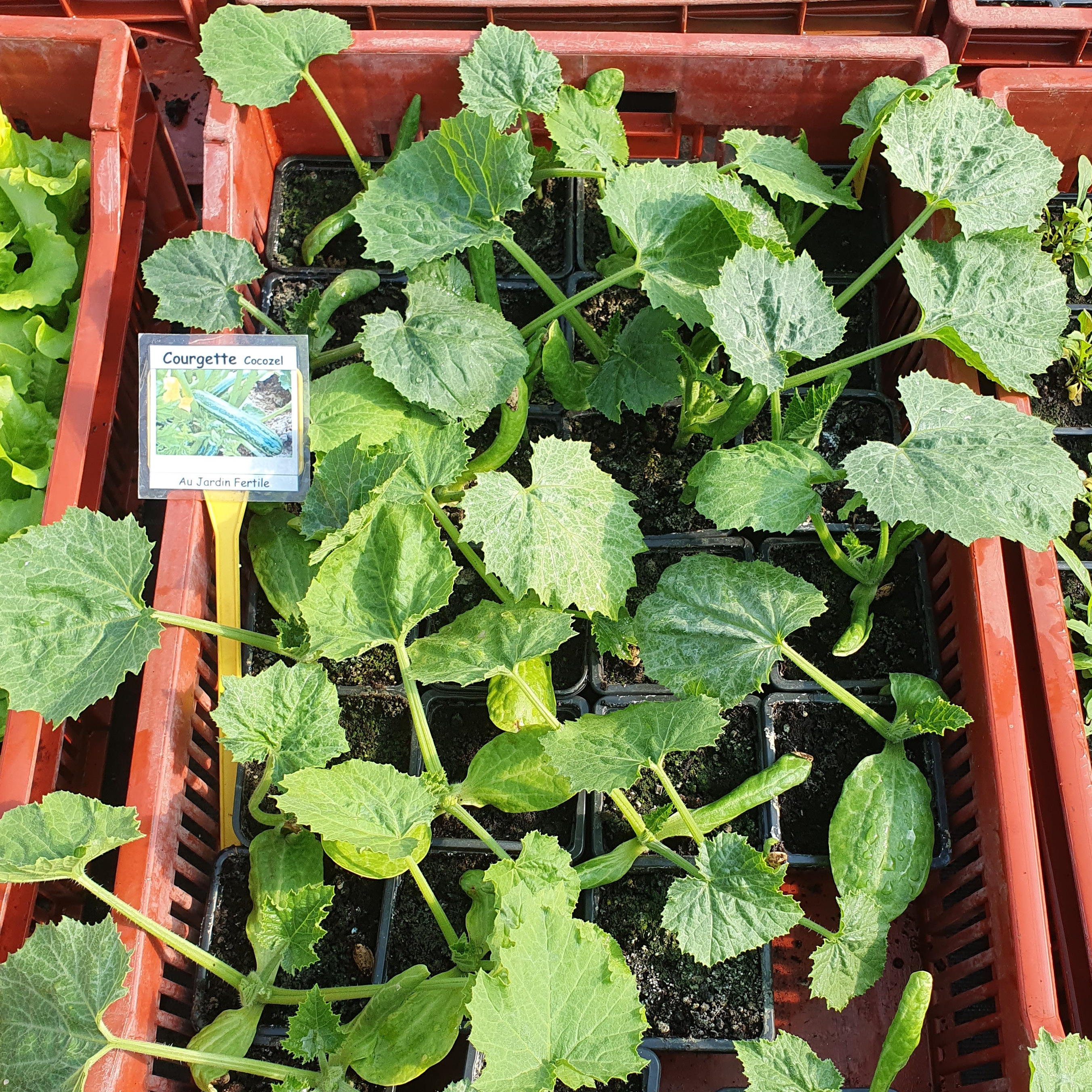 Plant Courgette Zuboda