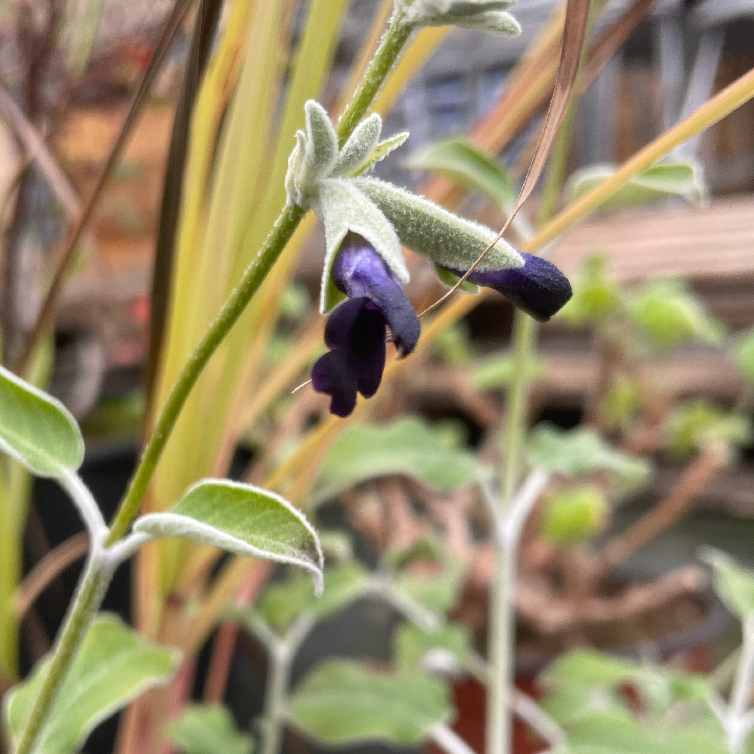 Sauge Cassis - Salvia discolor