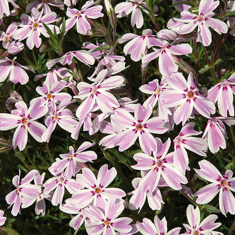 Phlox mousse rose et blanc