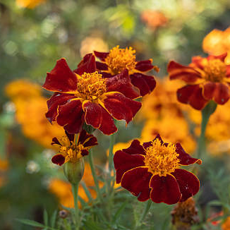 Fleur de Tagète Erecta ( oeillet d'Inde)