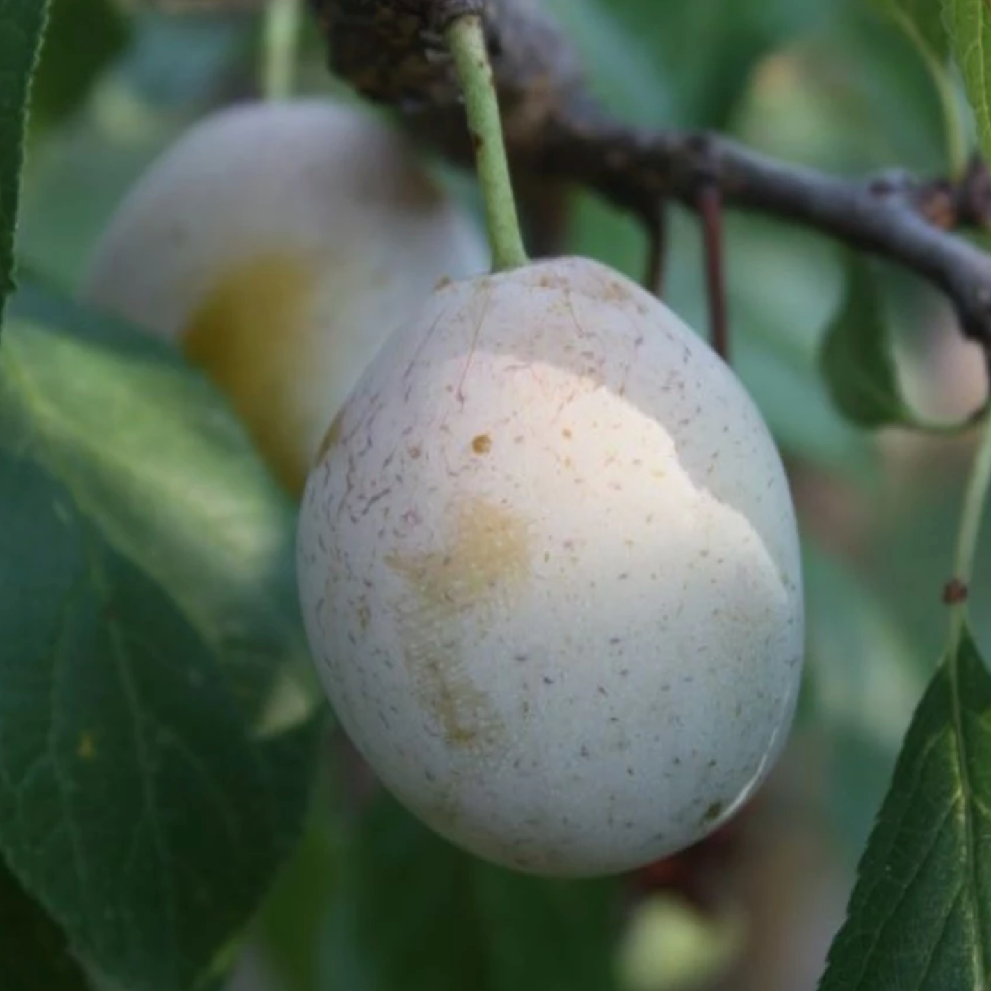 Prunier 'Ente blanche' / Brompton Racines nues / 1m et plus / 5L