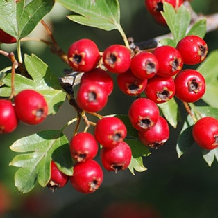 Cénelles d'aubépine (100gr)
