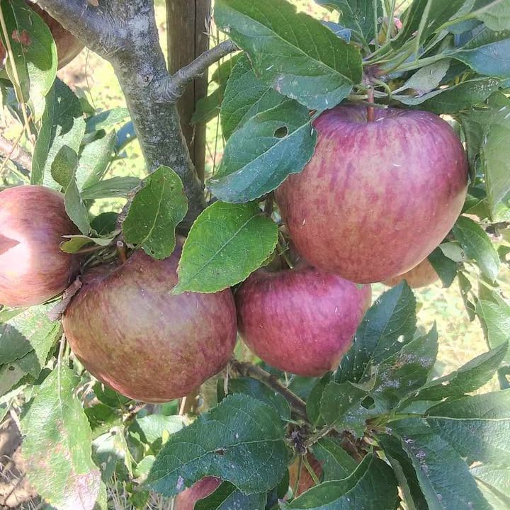 Pommier - Malus domestica "Starking Delicious"