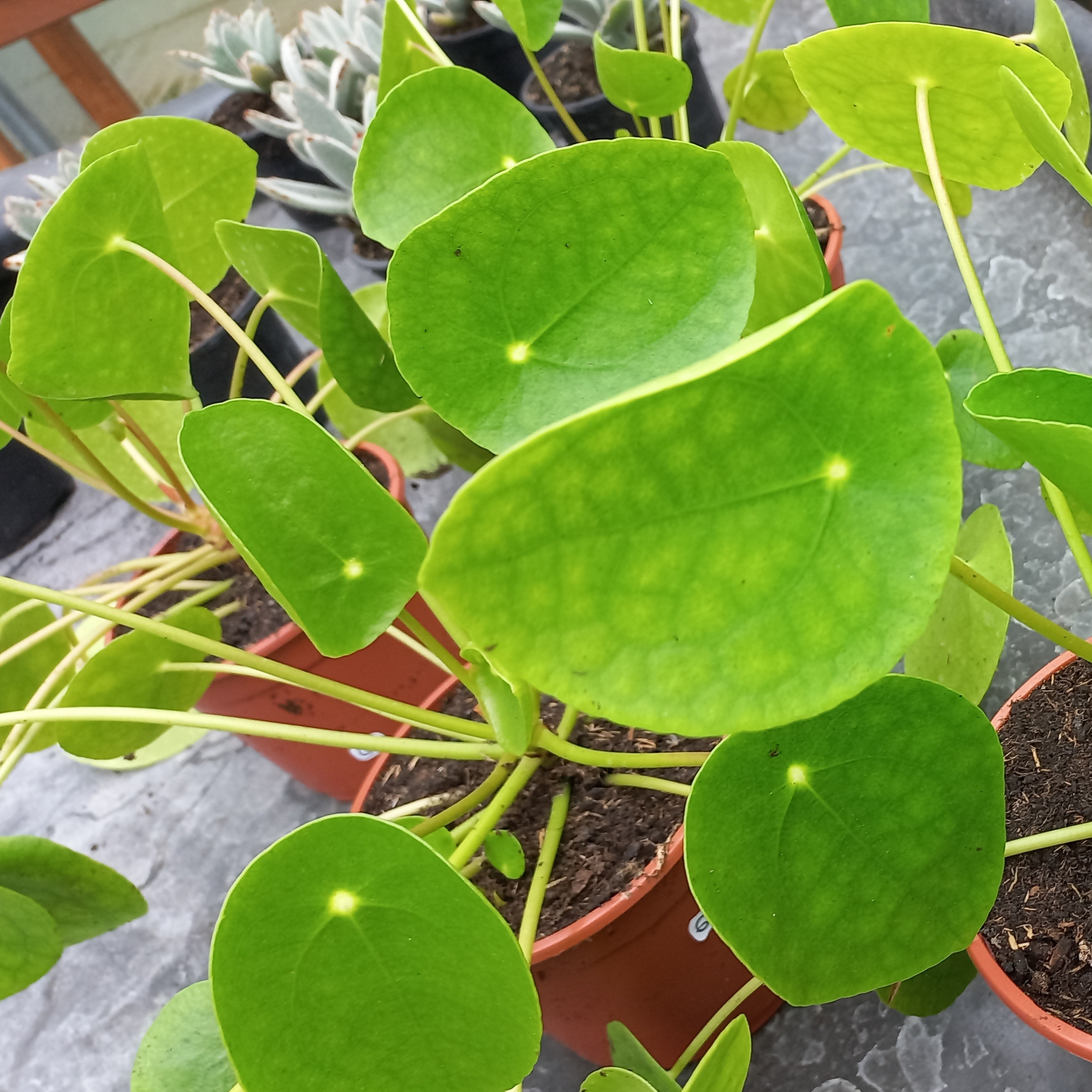 Pilea en pot 12 cm
