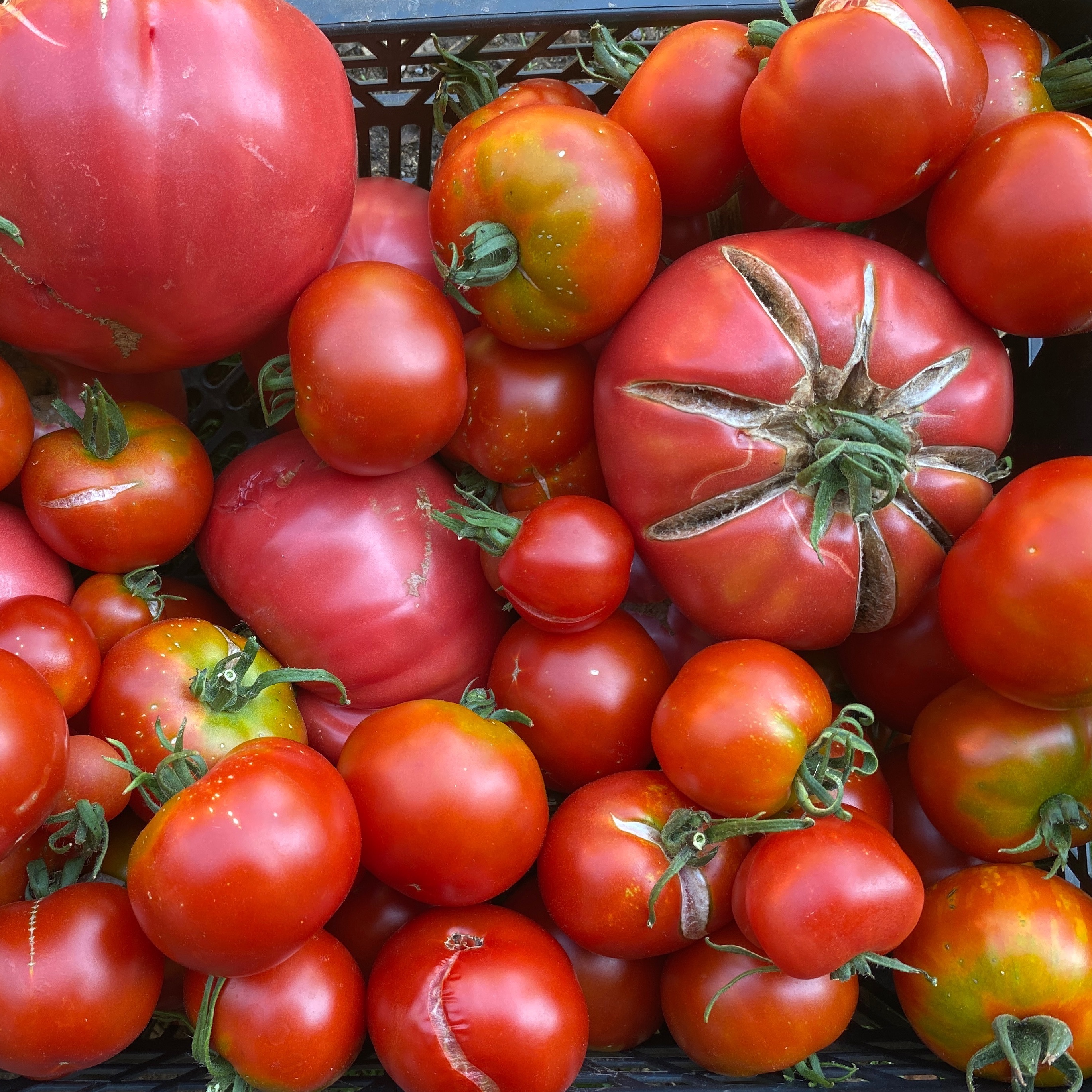 Tomates 2nd choix