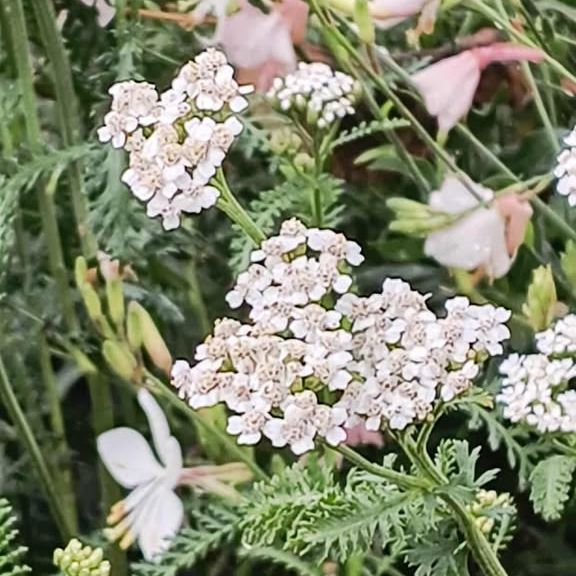Achillée millefeuille - Achillea millefolium - Variétés au choix