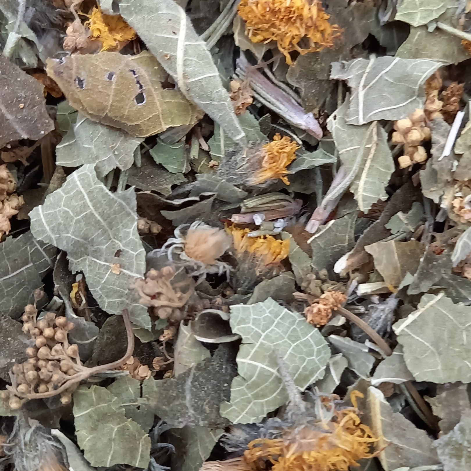 Tisane Drainage/Détox - 20g