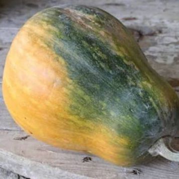 courge sucrine du berry (1.5kg environ)