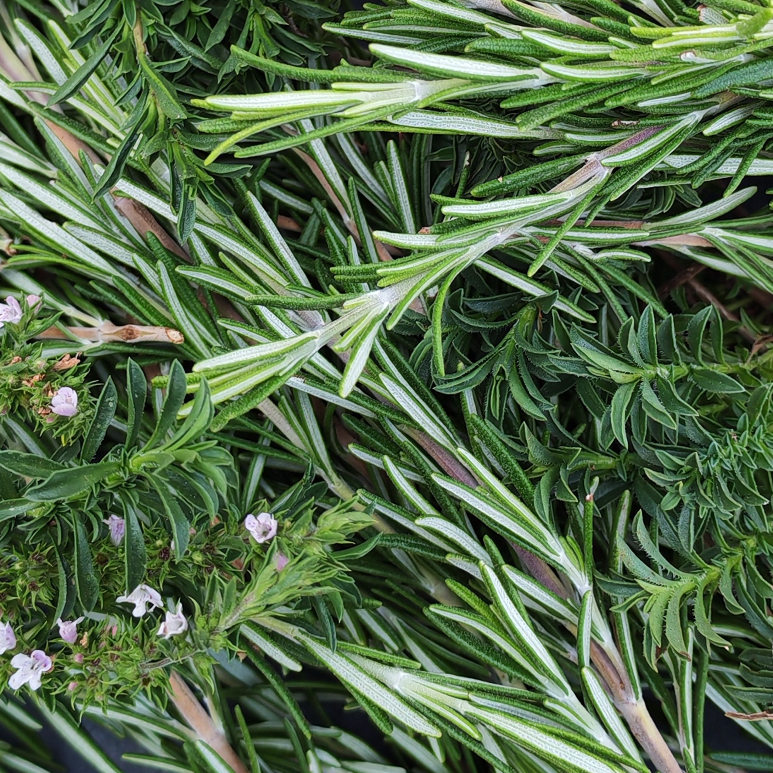 Aromates lourds