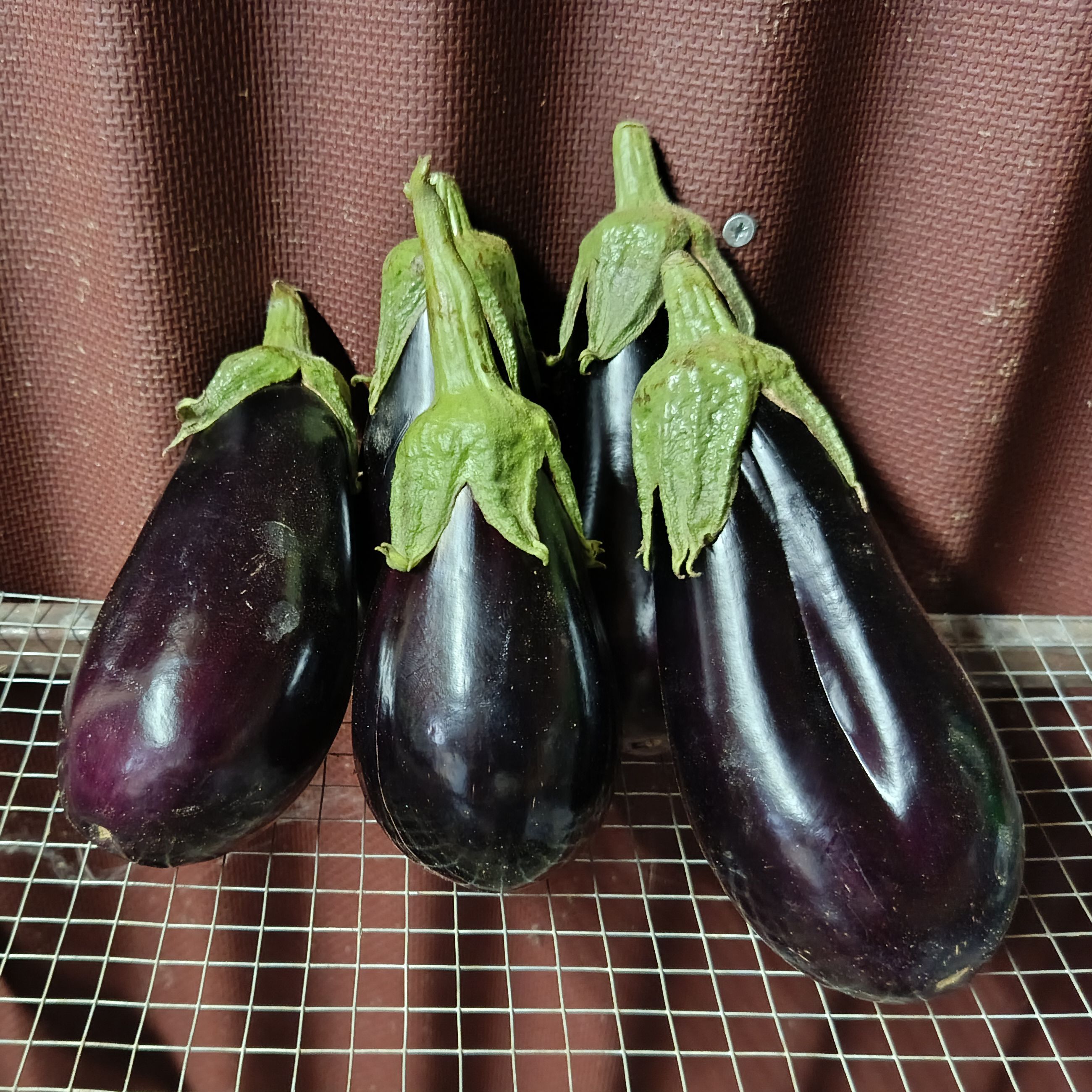 Aubergine