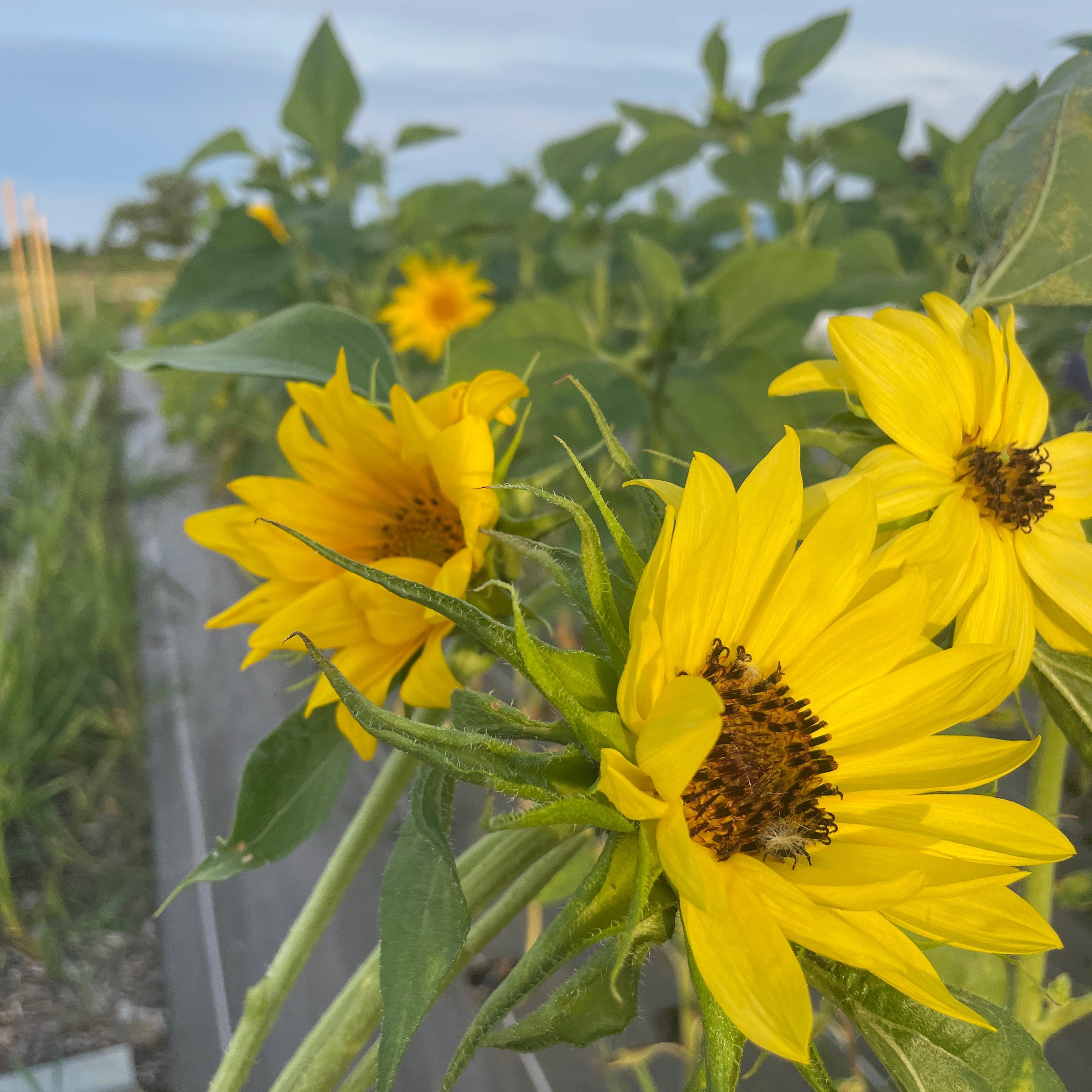 Botte Tournesol - La moyenne