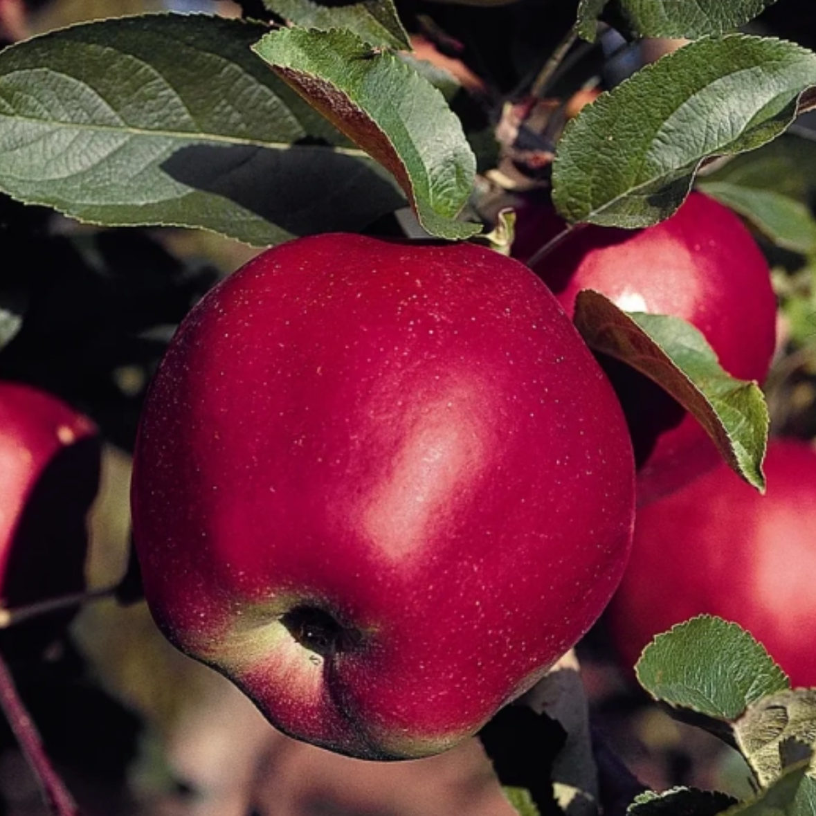 Pommier 'Jumbo' / Racines nues