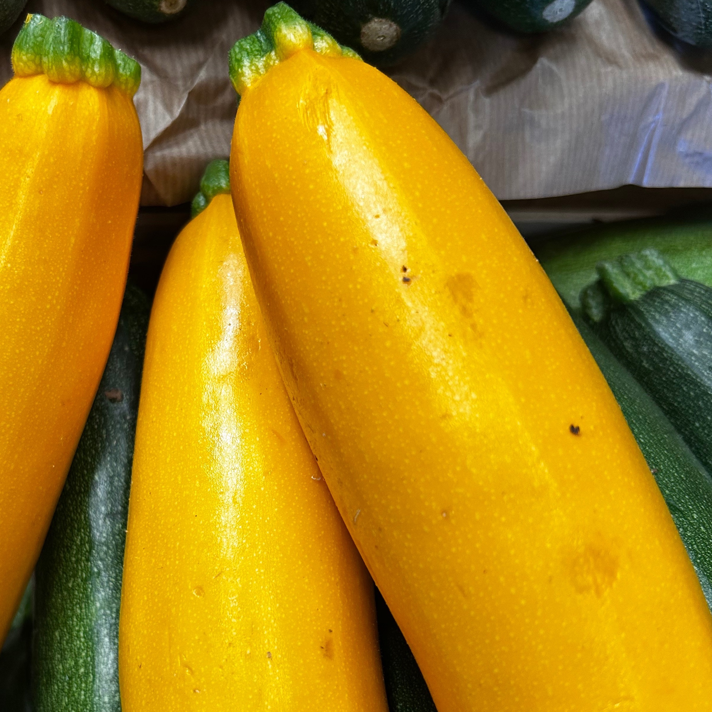 COURGETTE JAUNE