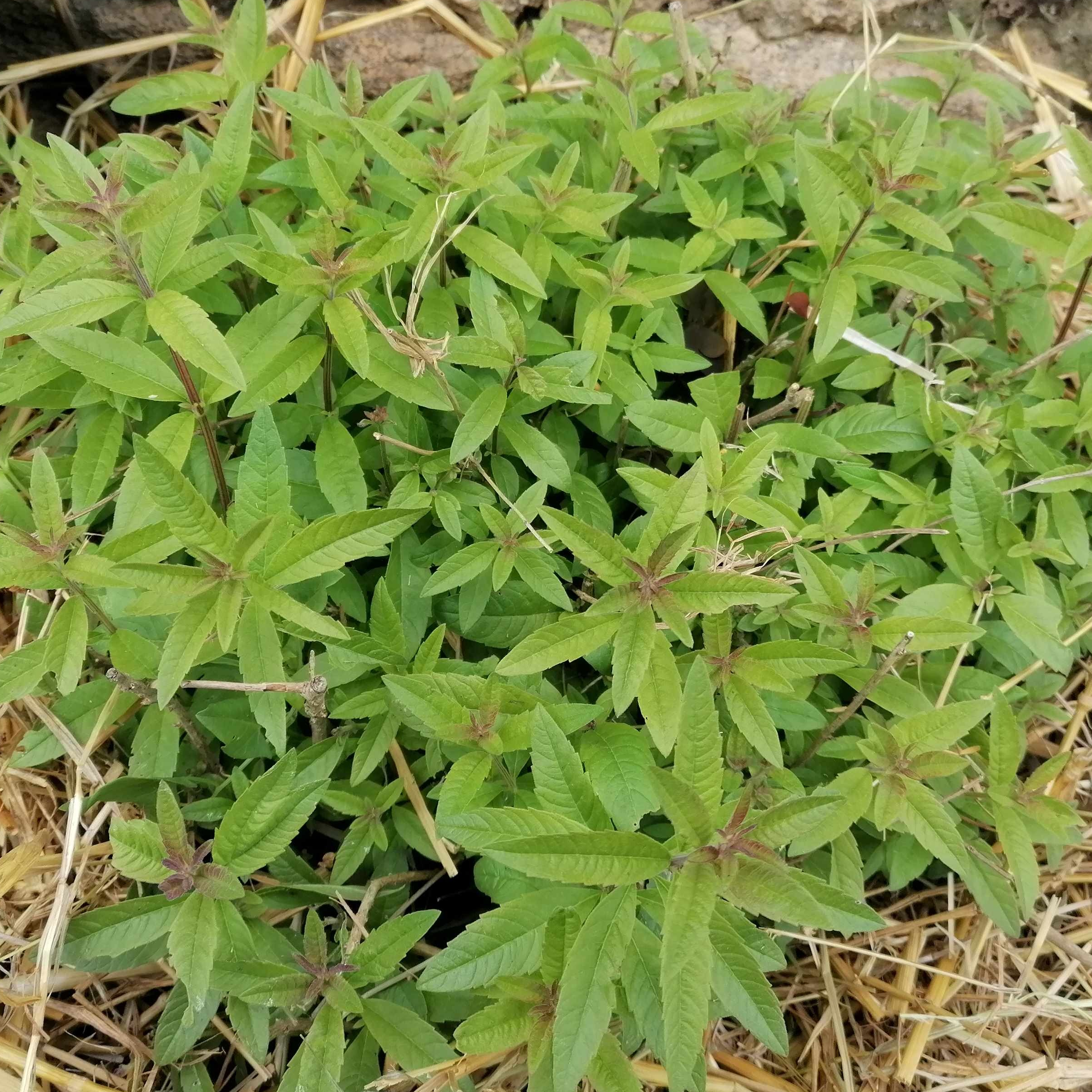 Verveine citronné fraiche - 30g