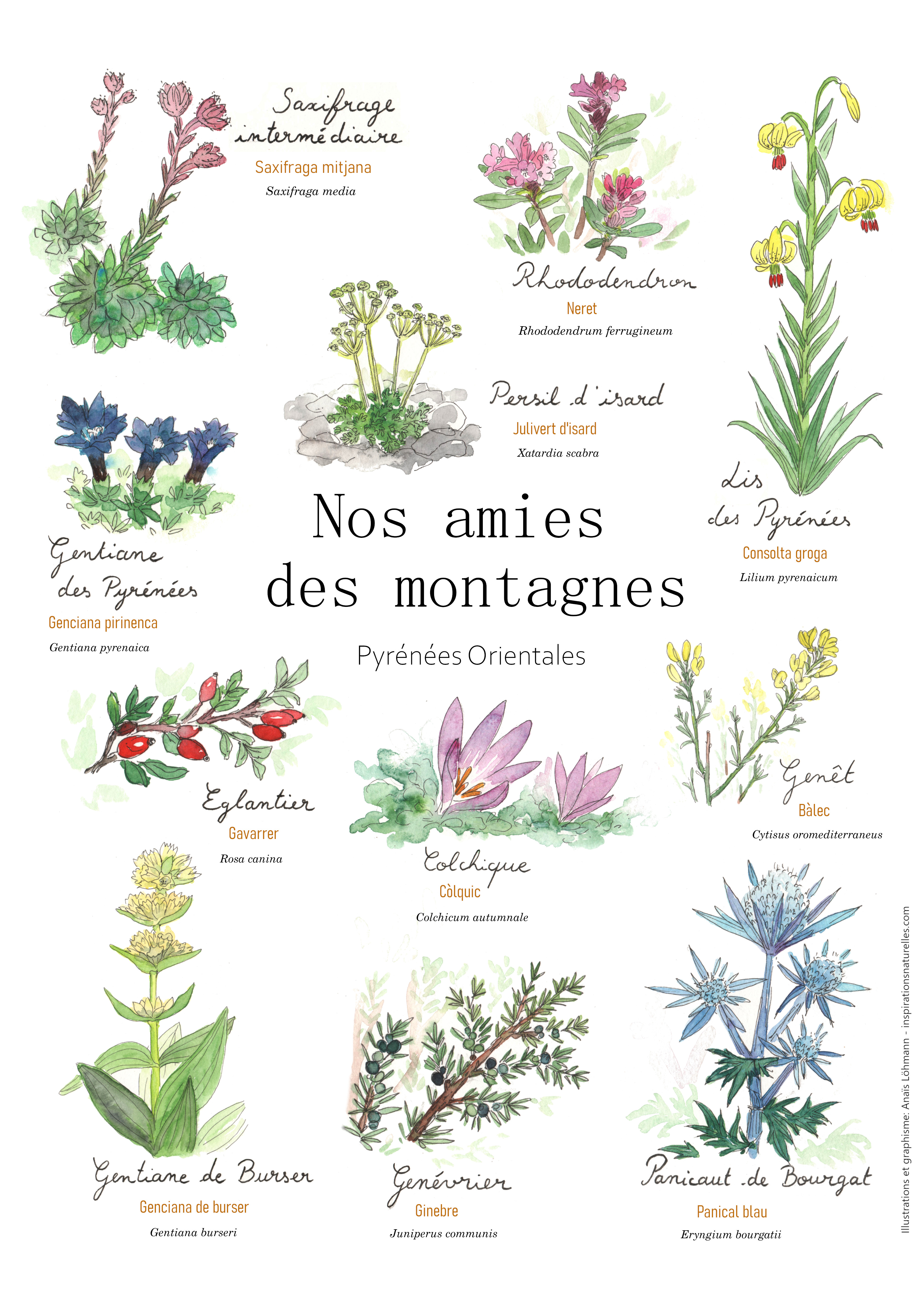 Affiche Plantes des Pyrénées Orientales