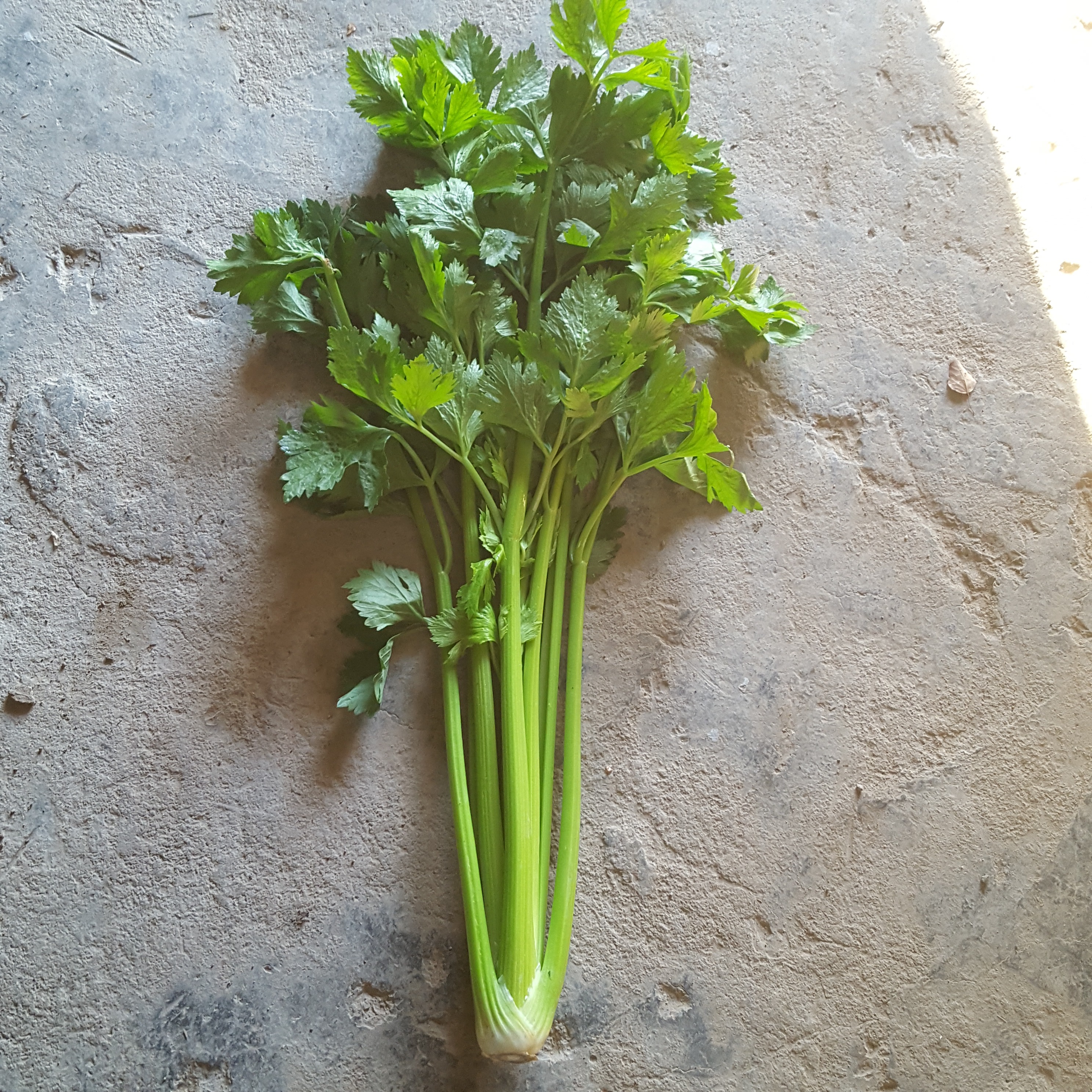 Céleri branche - 500g