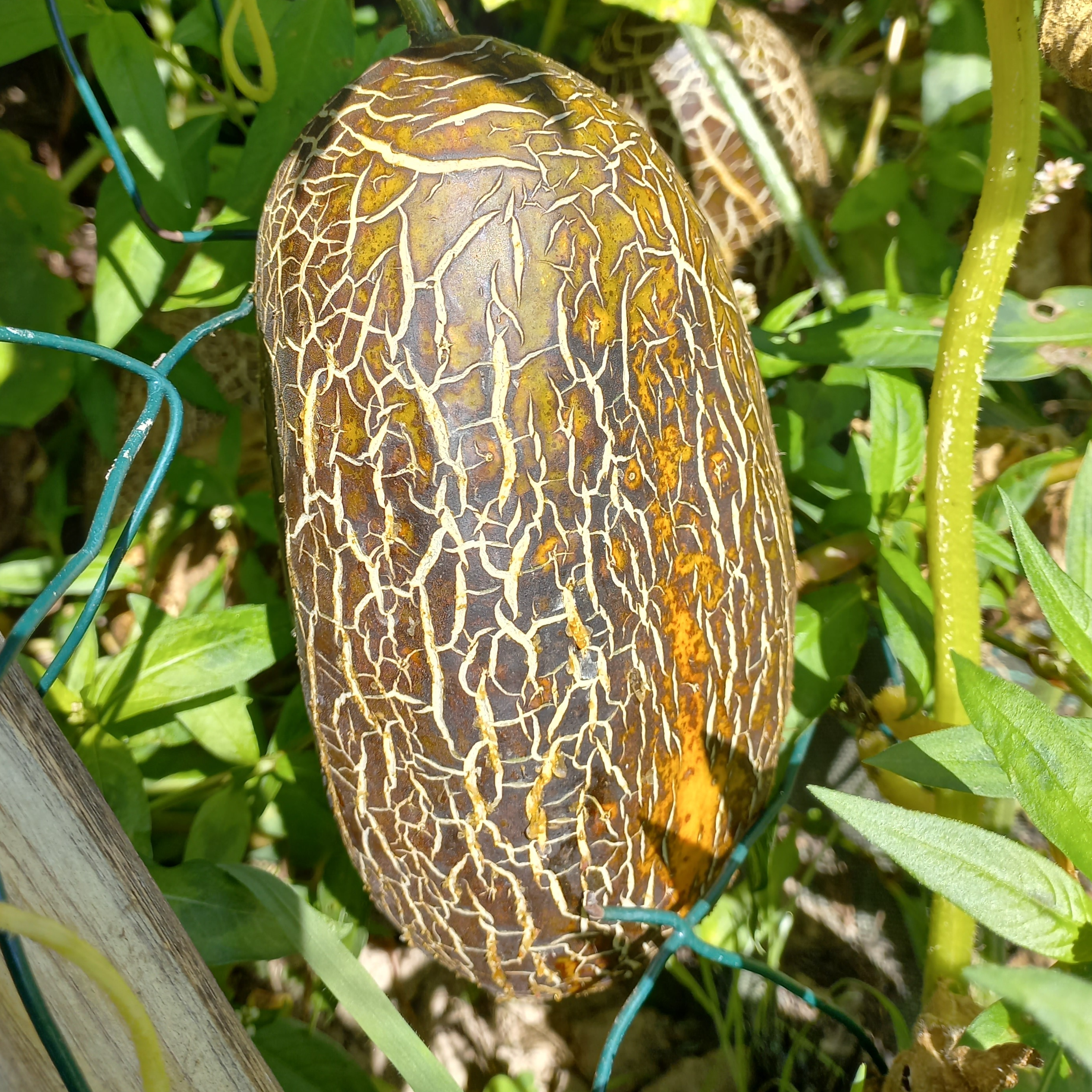 Concombre Kaiser Alexander - godet 8 cm