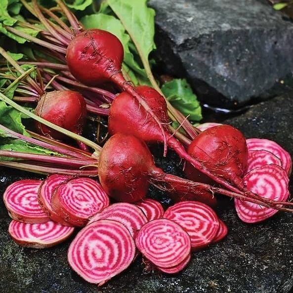 Betteraves 'Chioggia' (botte)
